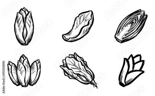 Collection of six hand-drawn chicory illustrations in a bold black ink sketch style, showing the whole vegetable, a single leaf, and a cross-section for culinary design