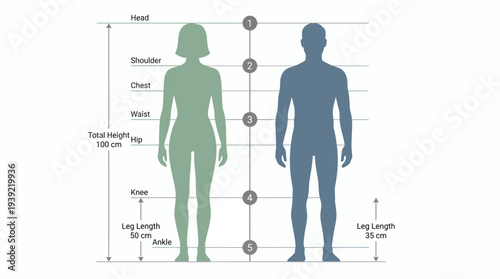 Male and female body silhouettes showing anatomical measurement points and proportions on white background, concept for ergonomic design, medical anatomy studies and garment tailoring