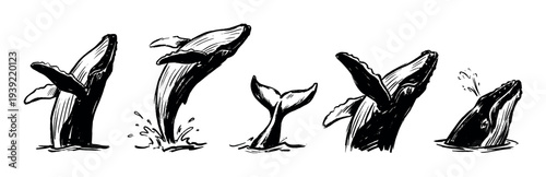 Set of five hand-drawn whale illustrations in a bold black ink sketch style showing different dynamic poses like breaching, jumping, and spouting water from the ocean