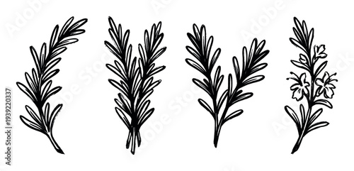 Hand drawn black ink rosemary sprig illustrations in a rough sketch style, showing a collection of botanical elements including a single branch, a bunch, and a flowering herb