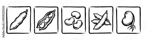 Hand-drawn black and white bean illustrations set showing various stages like pods, seeds, and a sprout, rendered in a rustic ink sketch style inside square frames