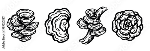 Four hand-drawn black ink illustrations of mushrooms and fungi in a graphic, sketchy woodcut style, showing detailed layered patterns and organic shapes in a monochrome design set