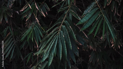 Bamboo tree with greeny leaves in the forest