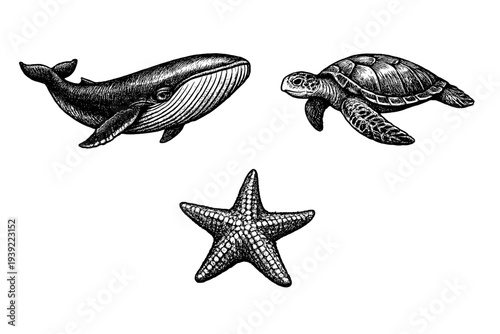 A detailed black and white illustration featuring a whale, a sea turtle, and a starfish on a solid black background. The artwork uses a vintage engraving style with intricate hatching.