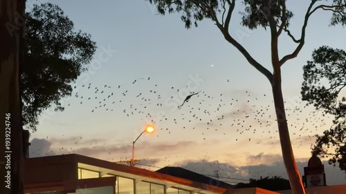 Queensland, Australia. In slow motion, a flying fox – Pteropus – crosses the foreground while thousands of bats fly in the background at dusk above a coastal town.