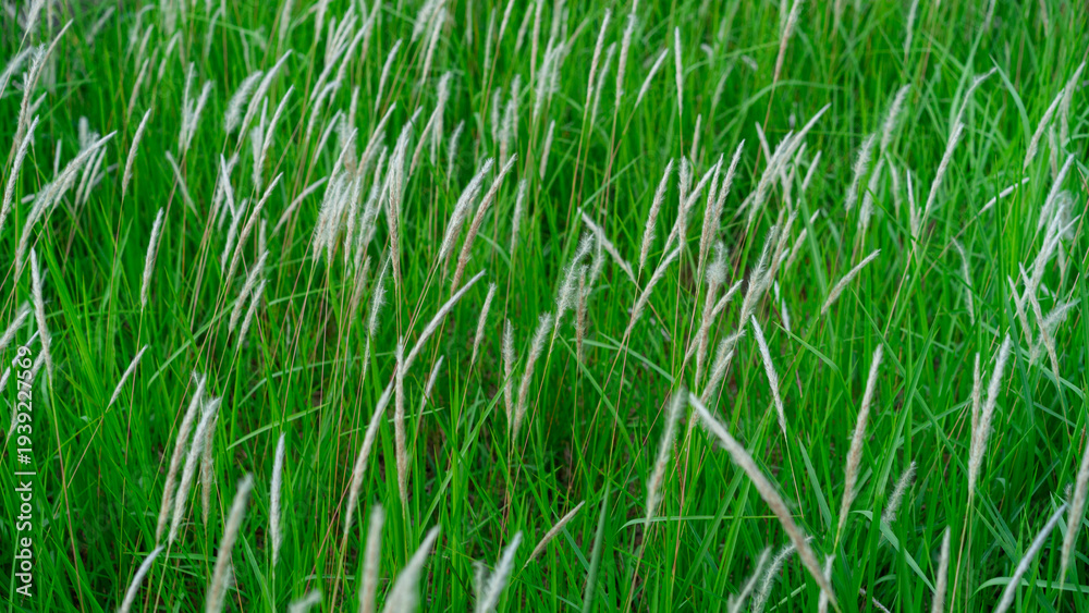 Obraz premium Wild Cogongrass Field in Soft Breeze - Nature Greenery Background
