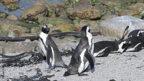 Cape penguins on Boulder Point beach, in the water, Cape penguins, water, penguins, African penguin, Spheniscus demersus, Cape penguin, South African penguin, penguin southern African, cold water, Bou