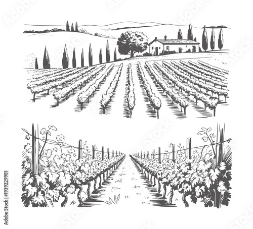 Black and white of vineyard landscape with farmhouse and cypress trees