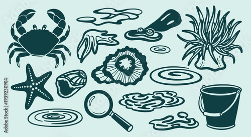 Collection of marine life and exploration tools for beachcombing and ocean discovery adventures