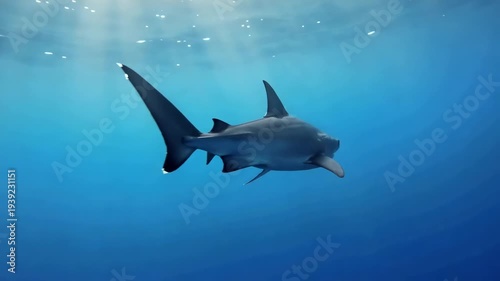 Smooth shark swimming calmly in deep blue ocean water with sun rays filtering from above