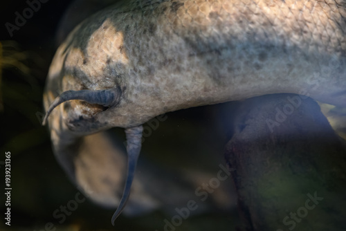 Obraz na plátně A close-up of the bony parts of the rear pectoral fins of a cartilaginous fish beneath the water surface