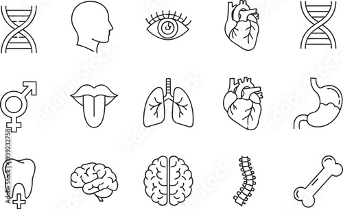 Human anatomy and internal organs icons set, medical biology symbols, heart lungs brain stomach spine bone dna, flat vector illustration.