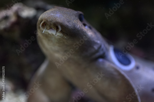 Tableau sur toile A close‑up of the ocellated catshark focusing on its snout and mouth