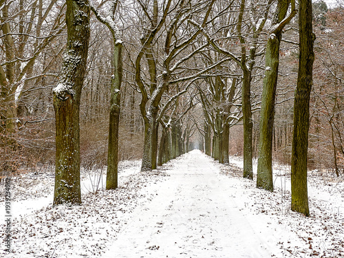Winterliche Allee.