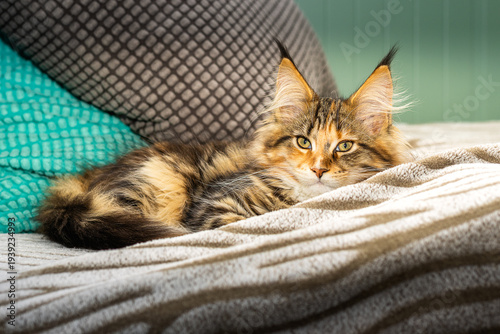 Maine Coon Katzen Baby.