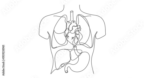 Human torso anatomy outline with internal organs.