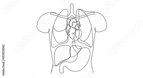 Simple line drawing of human digestive system anatomy.