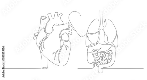 Continuous line drawing of human heart and lungs anatomy.