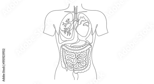 Human digestive system illustration outline.