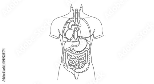 Human torso anatomy outline with internal organs visible.