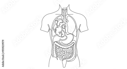 Human torso anatomy diagram showing internal organs.
