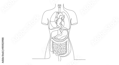 Human body anatomy diagram showing internal organs.