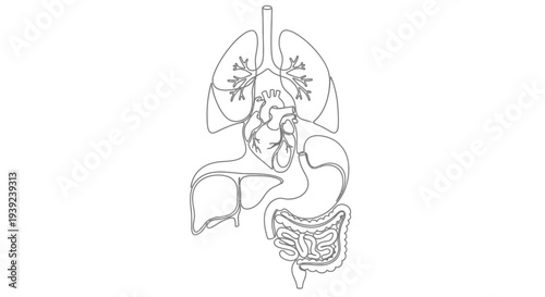 Human Digestive System Anatomical Diagram Illustration.