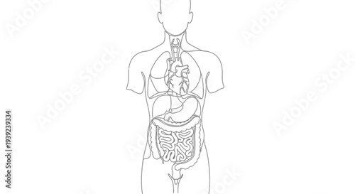 Human Digestive System Diagram Illustration.