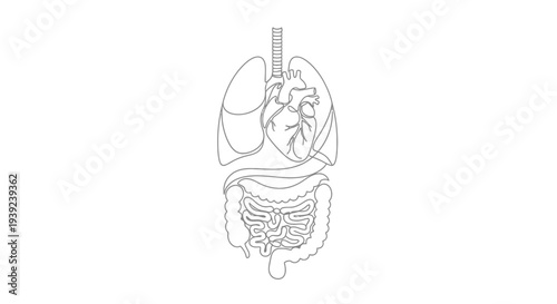 Detailed anatomical illustration of the human digestive system.