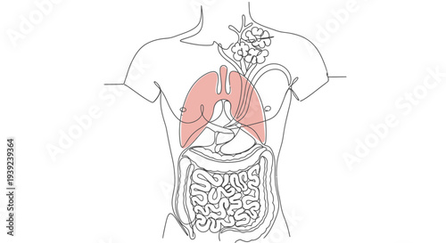 Human torso anatomy with highlighted lungs.
