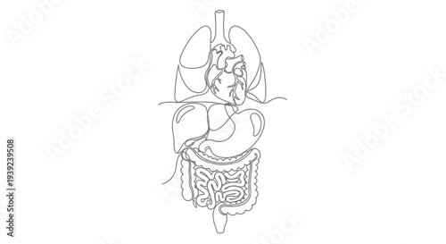 Detailed anatomical illustration of human digestive system.