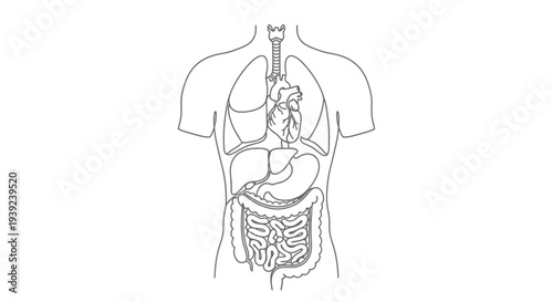 Human Digestive System Outline Illustration.