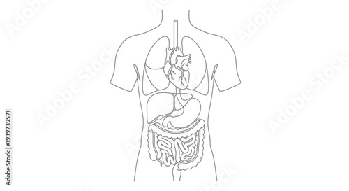 Human Digestive System Diagram Illustration Outline.