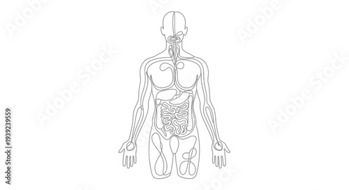 Human body anatomy diagram showing internal organs.