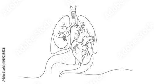 Continuous line drawing of human heart and lungs anatomy.