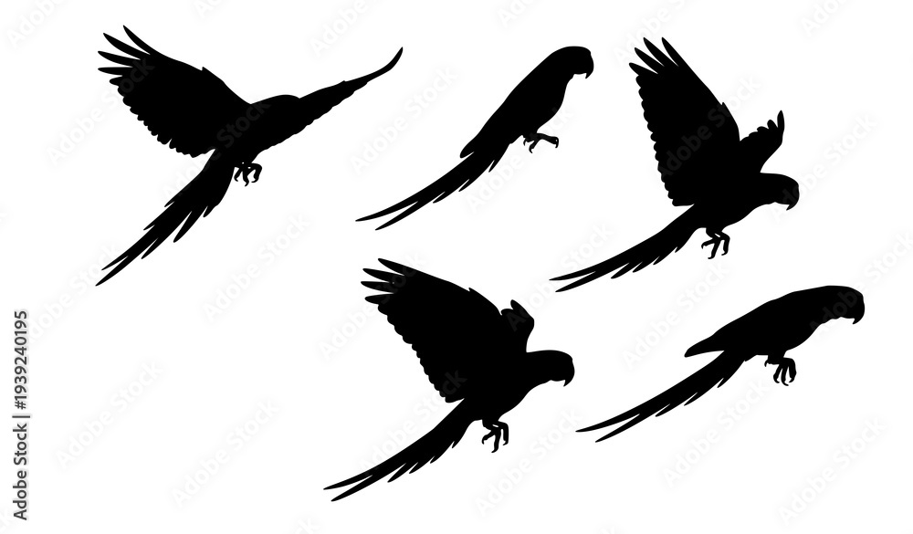 Obraz premium Macaw Parrot Flight Silhouette Bundle Exotic Bird Vector Set