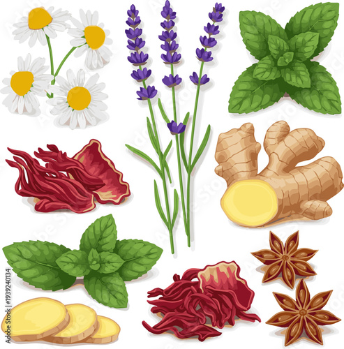 Create a realistic Herbs, herbal tea, model vector art with white background.