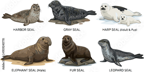 Create a realistic kinds of deferent Seal, seal vector art with white background..