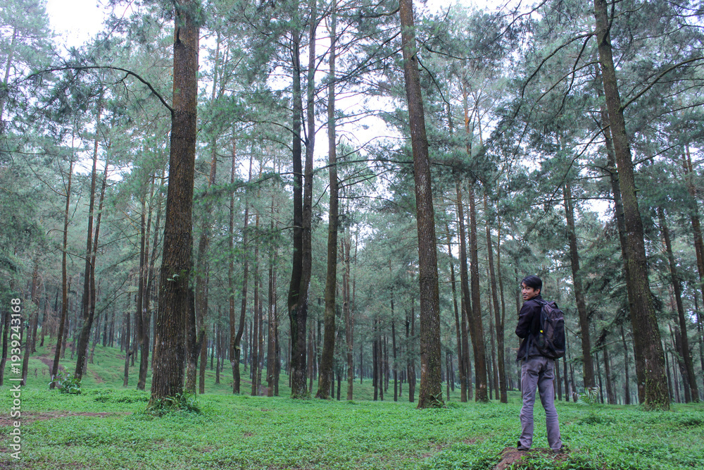 Obraz premium Young male hiker with backpack standing among tall pine trees in forest