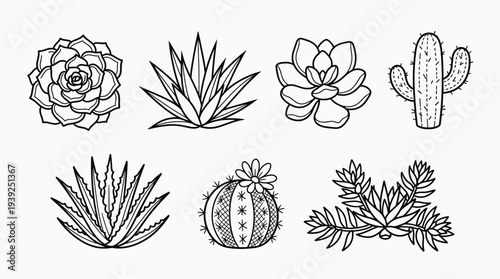 Collection of various cactus and succulent illustrations