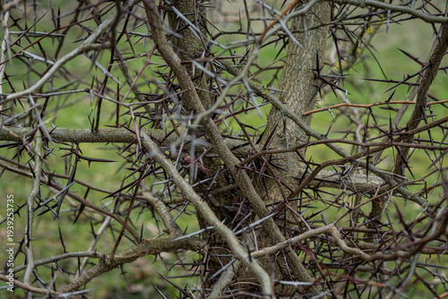 Foto Close-up of thorny tree branches without leaves.