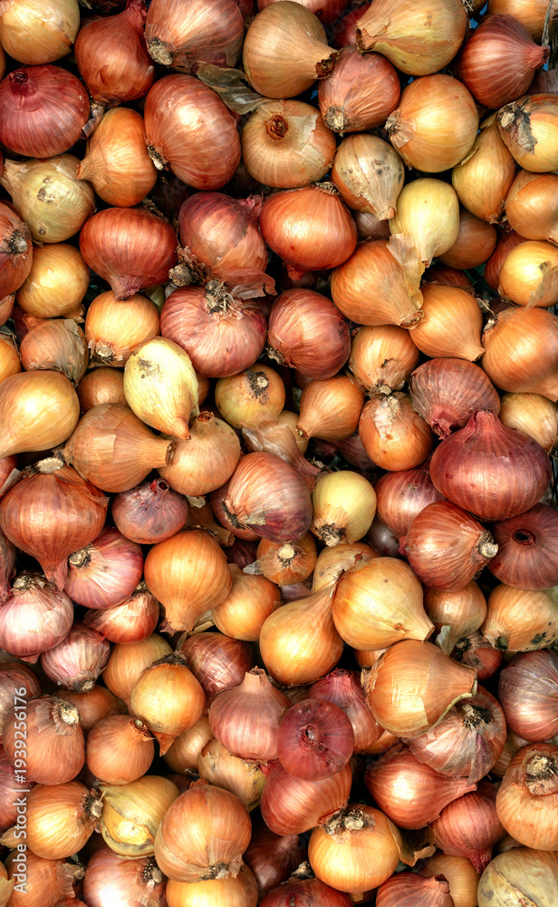 Obraz premium fresh natural farm-grown onions