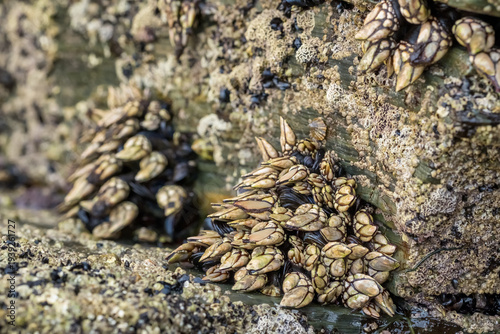 Live Goose Neck Barnacles on Coastal Rocks in Galicia