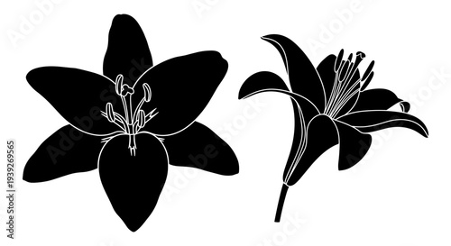 Set of 2 black silhouette lily flower vector illustrations