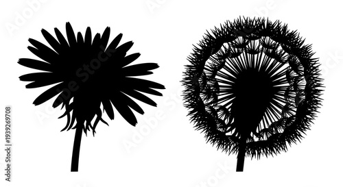 Set of 2 Black Dandelion Flower and Seed Head Silhouettes Vector