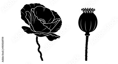 Black silhouette poppy flower and seed pod vector