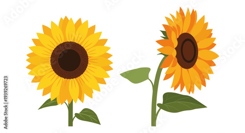 Set of 2 sunflower illustrations vector