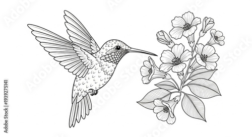 hummingbird and flower