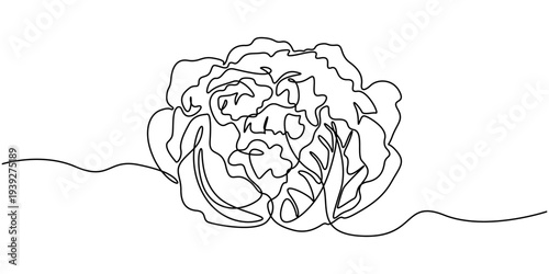 Continuous one line drawing of cauliflower. Vector illustration on isolated background, Continuous one line drawing of whole healthy organic cauliflower for harvesting logo identity. Fresh brassica