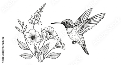 hummingbird in flight